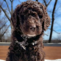 Freddie - Chocolate male Goldendoodle puppy in Osage City, Kansas from Golden Ridge Goldens