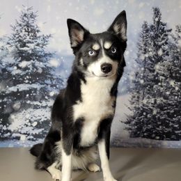 Denali - Pomsky
