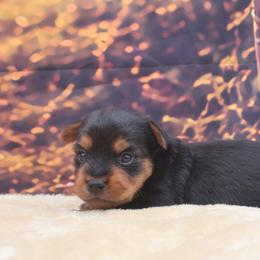 Wren - Black and tan female Yorkshire Terrier puppy in Lamar, Missouri from RJ’S Classy Yorkies