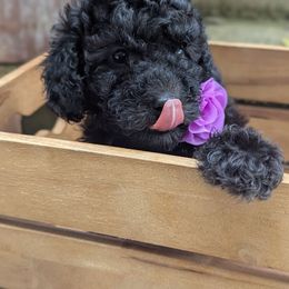 Black female (purple) - Black female Poodle puppy in Lumberton, Texas from Topline Poodles