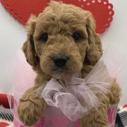 Girl 4 - Zoe - Red  Goldendoodle puppy in Waterford, Pennsylvania from Ruby’s Mini Goldendoodles