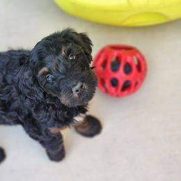 Bernedoodle Puppies from Adorable Dixie Doodles