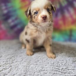 Lily - Red merle female Miniature Australian Shepherd puppy in Church Hill, Tennessee from Hippie Dog Haven
