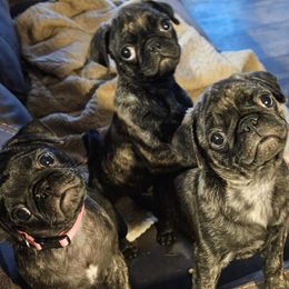Pugs from Pugs Rule!