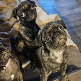 Pugs from Pugs Rule!