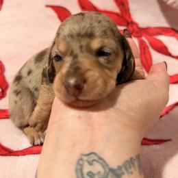Pretzel - Dapple female Dachshund puppy in El Cajon, California from Lisa Buxton