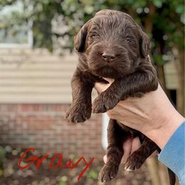 Gravy - Chocolate male Goldendoodle puppy in Mocksville, North Carolina from Little Bear Doodles
