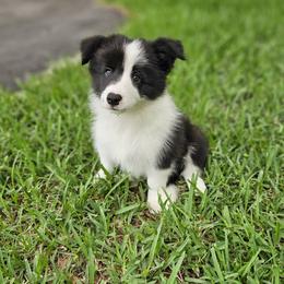 Reggie - Black and white male Border Collie puppy in Wildwood, Florida from Isle Breez Border Collies