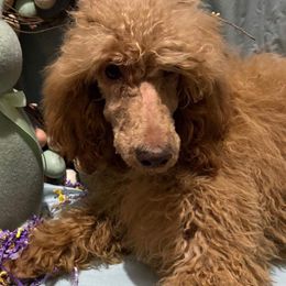 Java - Apricot Poodle puppy in Buckhorn, Kentucky from Abner Farm’s Poodles