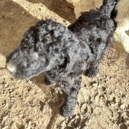 Winston (Tarea's) - Silver male Poodle puppy in Meadowbrook, California from Standard Poodle Pups