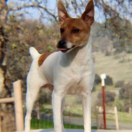 Toy Fox Terriers from Roudee Dragontails