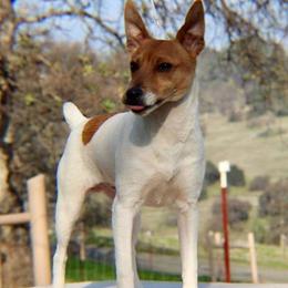 Toy Fox Terriers from Roudee Dragontails