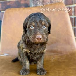 Guinness - Brown female Bernedoodle puppy in Owasso, Oklahoma from Kallams Bernedoodles & Bernese Mountain Dogs