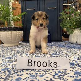 Brooks - Sable and white male Collie puppy in Sedalia, Missouri from Brown Acres Collies