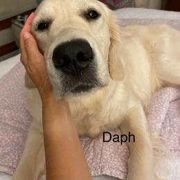 Daphne - Light golden female Golden Retriever puppy in Greensboro, North Carolina from Lewis Goldens