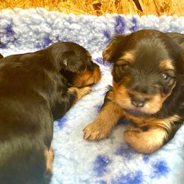 Yorkshire Terrier Puppies from Cutest AKC AZ Yorkies
