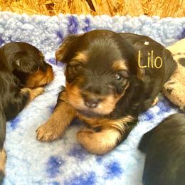 Yorkshire Terrier Puppies from Cutest AKC AZ Yorkies