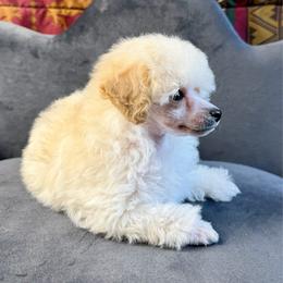 Pink little Girl - White female Poodle puppy in Kingston, Oklahoma from Tribal Poodles