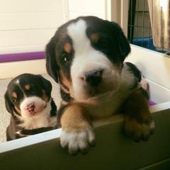 German Shorthaired Pointer and Greater Swiss Mountain Dog Puppies from Suma Kennels