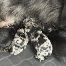 Dachshund puppies from RRD