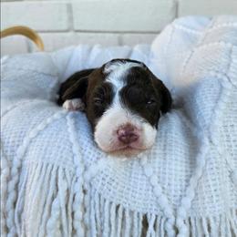 Harrison - Phantom male Bernedoodle puppy in Russell Springs, Kentucky from 270 Doodles