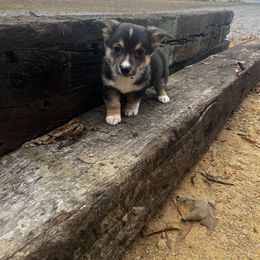 Black Male 1 - Black and tan male Pembroke Welsh Corgi puppy in De Witt, Arkansas from Western Plains Kennel