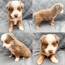 Red tri female 1 - Red tri female Miniature Australian Shepherd puppy in Brooker, Florida from Honey, I Shrunk the Aussies