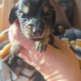 Margaret - Black and cream female Dachshund puppy in Bigfork, Minnesota from Long Ears and Long Dogs Ranch