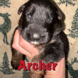 Archer - Black and red male German Shepherd puppy in Graham, Washington from Wildeflecken Shepherds