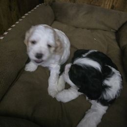 AKC Ollie - Buff and white male Cocker Spaniel puppy in Midlothian, Virginia from Swift Creek Cocker Spaniels