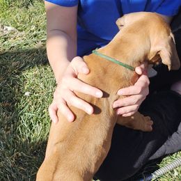 Rhodesian Ridgeback Puppies from DragonRidge