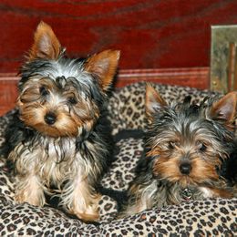 Yorkshire Terrier Puppies from Mustard Seed Meadows