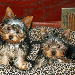 Yorkshire Terrier Puppies from Mustard Seed Meadows