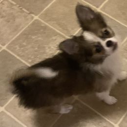 Chihuahua Puppies from Mataje Chihuahuas