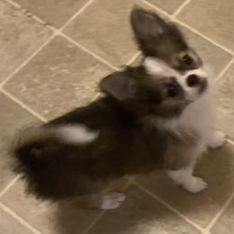 Chihuahua Puppies from Mataje Chihuahuas