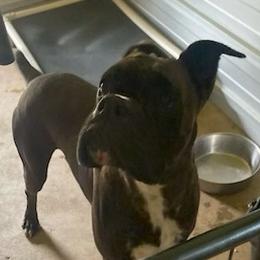 Chunk - Boxer