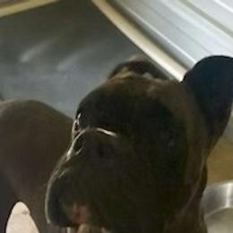 Chunk - Boxer