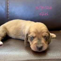 AKC Girl 1 - Red female Dachshund puppy in Joshua Tree, California from Desert Dreams Ranch