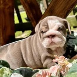 Bulldog Puppies from Bullgodz English Bulldogs