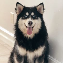 Tango - Tri-color male Pomsky puppy in Lewiston, Minnesota from Family Pomsky