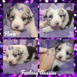 Flora - Blue merle female Australian Shepherd puppy in Anna, Texas from Fantasy Pomeranians & Fantasy Aussies