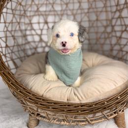 Omelette BLUE EYES - Tri-color male Bernedoodle puppy in Sweetwater, Florida from Sandy Snout Doodles