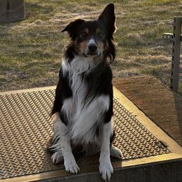Buck - Border Collie