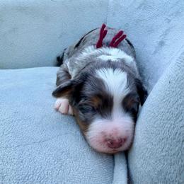 Miss Bell - Merle female Bernedoodle puppy in Hegins, Pennsylvania from Bubbling Springs Doodles, LLC