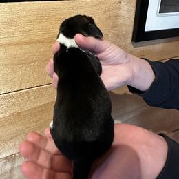 Male 1 - Black brown and white male Basset Hound puppy in Lindley, New York from Hill Top Basset Hounds & Cane Corso