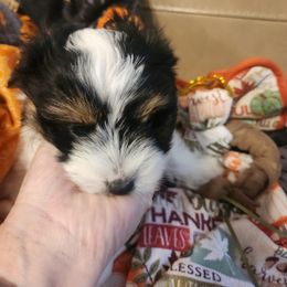 Bradley - Black tan and white male Biewer Terrier puppy in Spotsylvania Courthouse, Virginia from Donna's Biewer Terriers