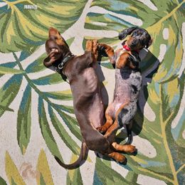 Dachshund Puppies from Harrison Farm