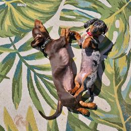 Dachshund Puppies from Harrison Farm