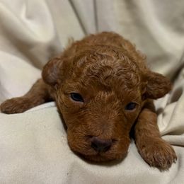 Noble Fur - Red  male Poodle puppy in El Sobrante, California from Mckendra's Legacy