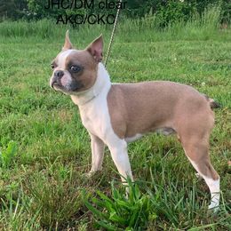 Boston Terrier All Grown Up from Coulombe Boston Terriers